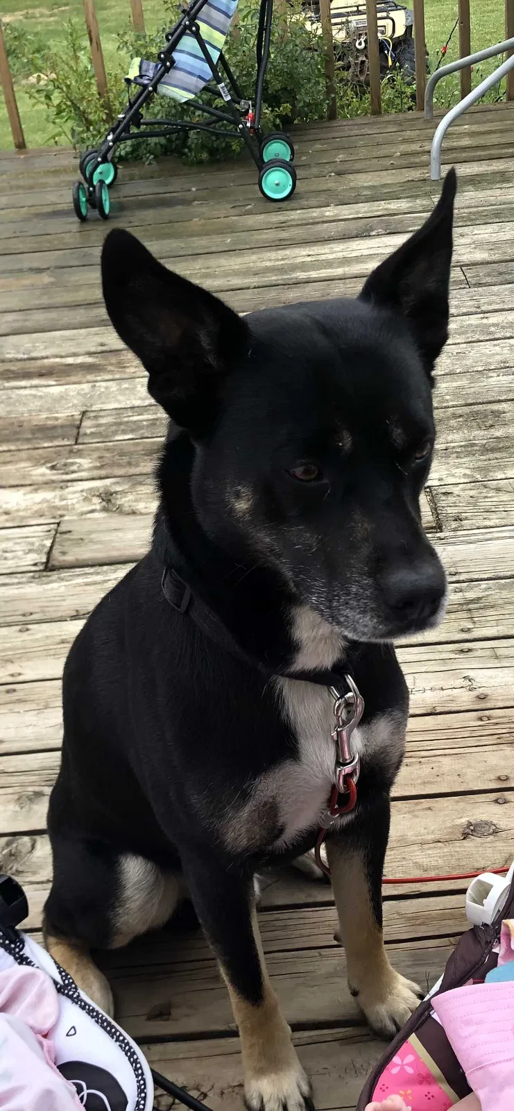 Lost dog in Battle Creek, MI, 49015