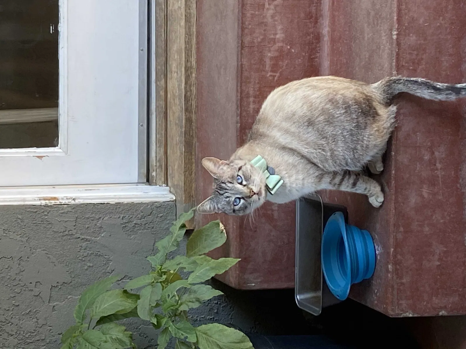 Lost cat in El Cajon, CA, 92019