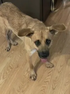 Lost dog in Winston Salem, NC, 27106