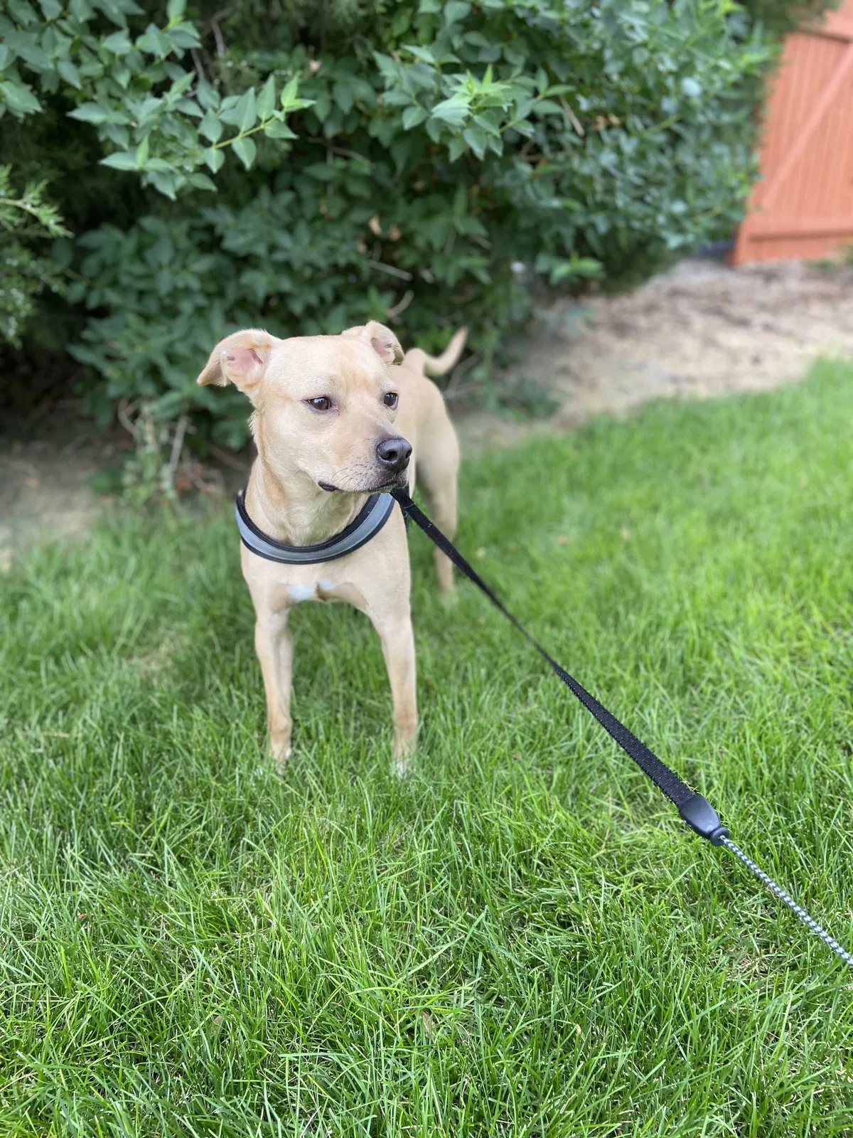 Lost dog in Albuquerque, NM, 87120
