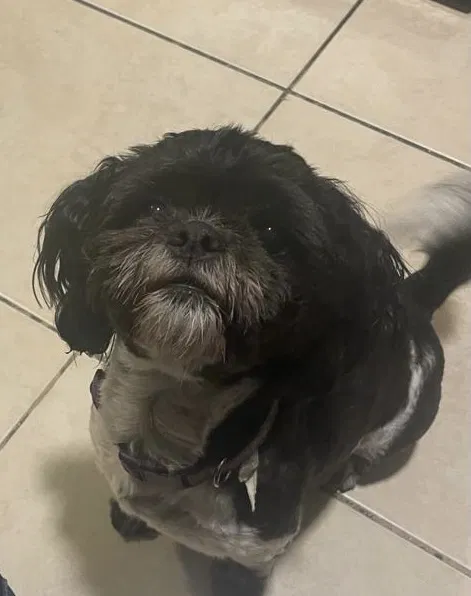 Lost dog in Las Vegas, NV, 89156