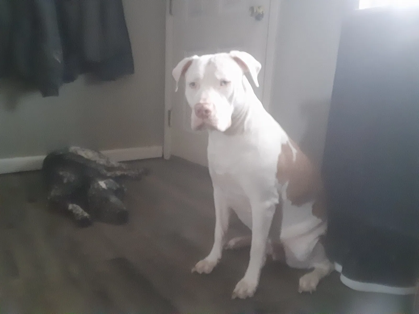 Lost dog in Denver, CO, 80205