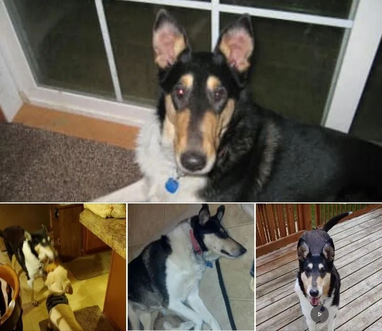 Lost dog in Clio, MI, 48420