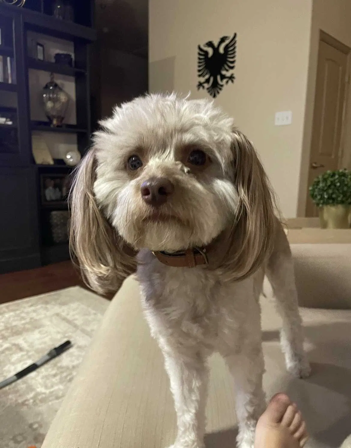 Lost dog in Fort Worth, TX, 76131