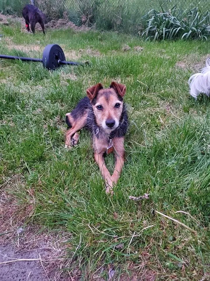 Lost dog in Erie, PA, 16502