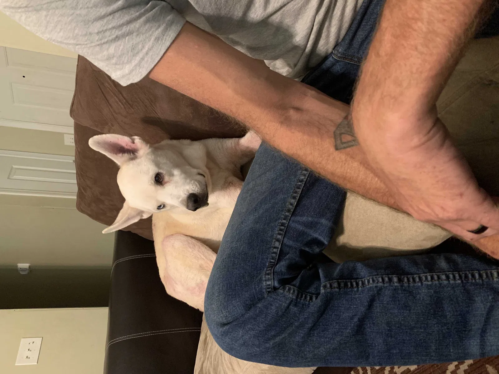 Found dog in Winder, GA, 30680