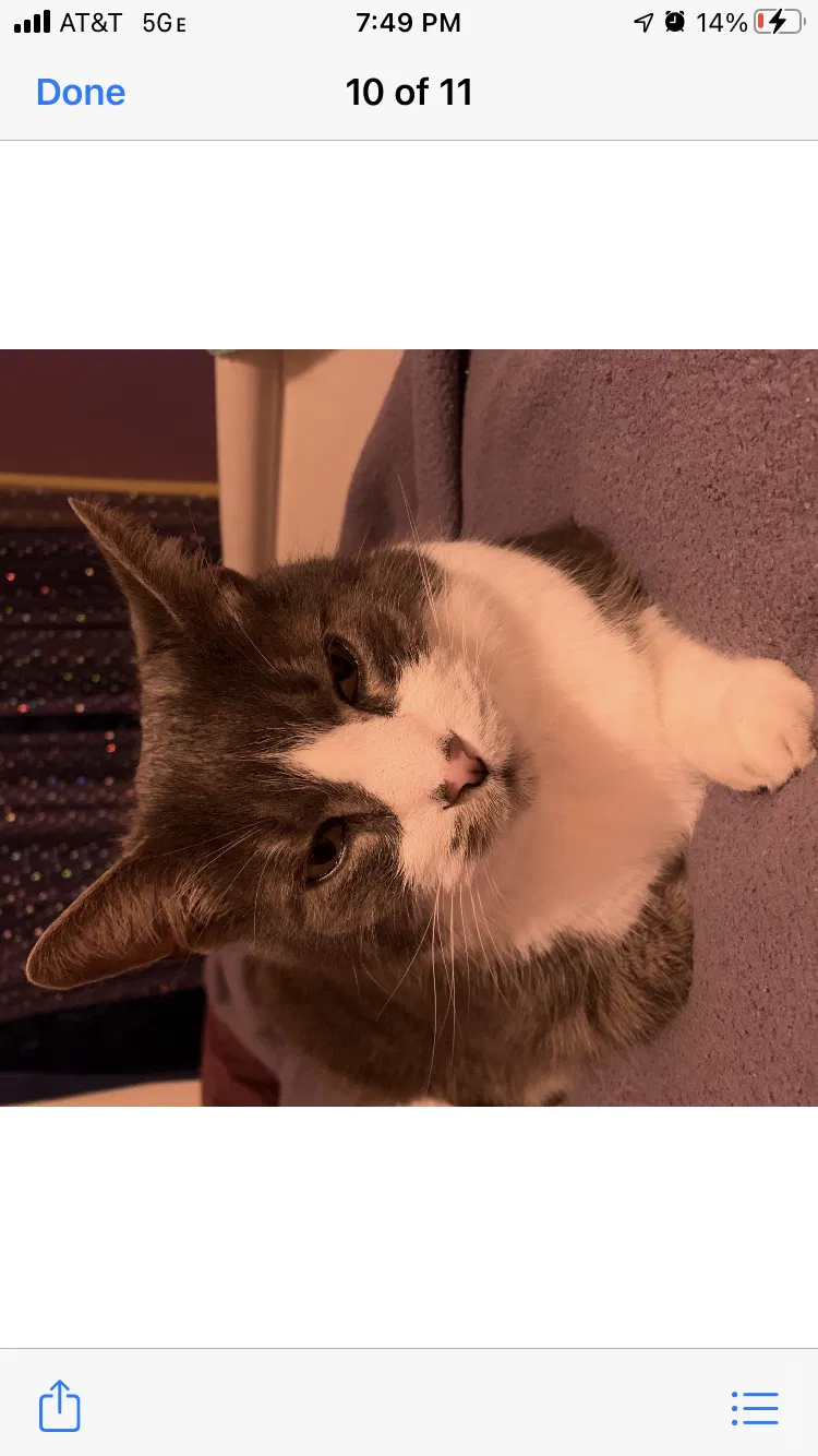 Lost cat in Charlotte, NC, 28209