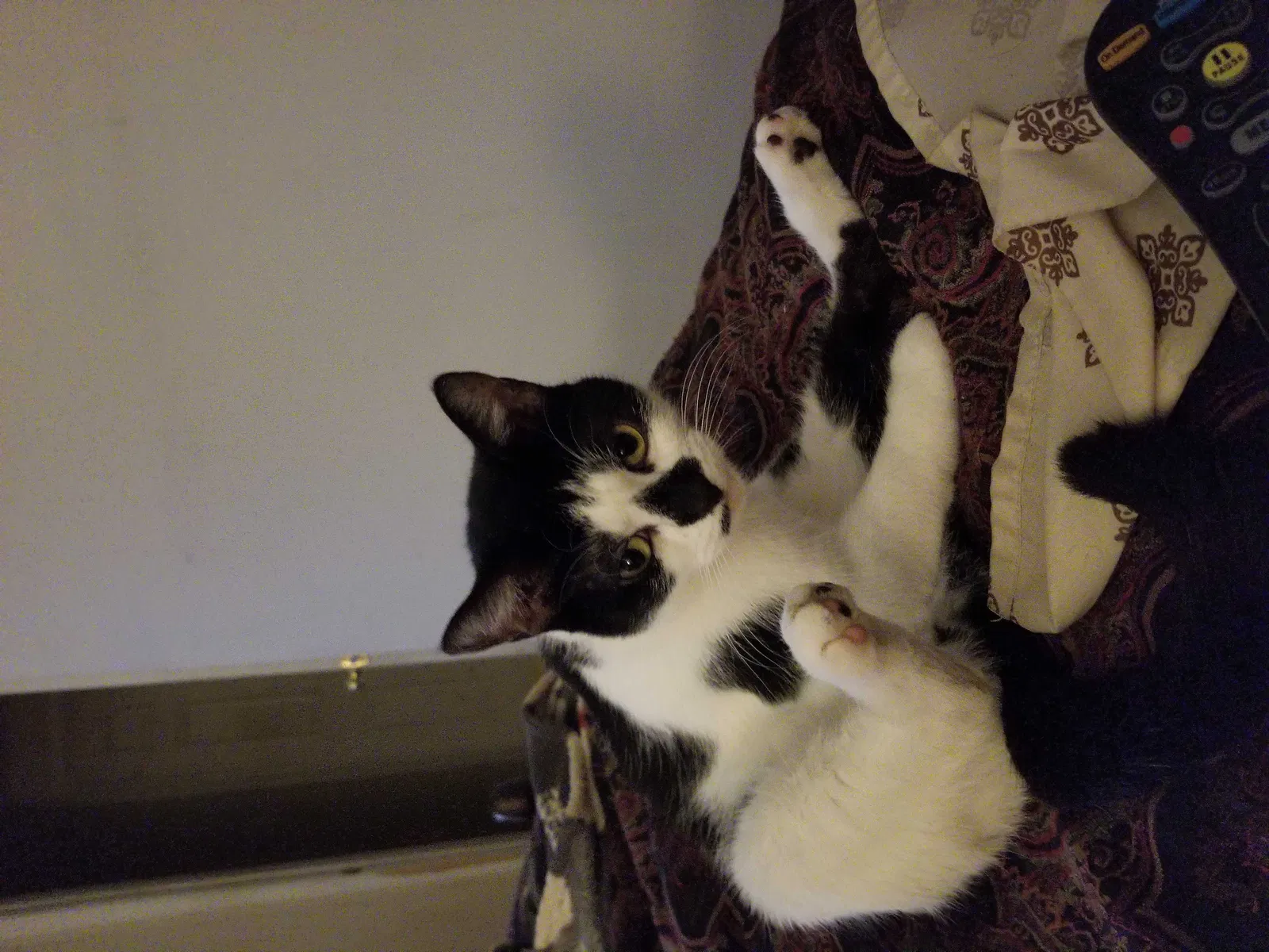 Lost cat in Mount Holly, NC, 28120