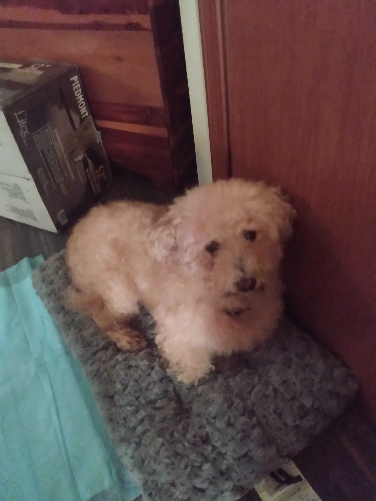 Lost dog in Orting, WA, 98360