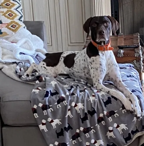 Lost dog in Sharon, SC, 29742