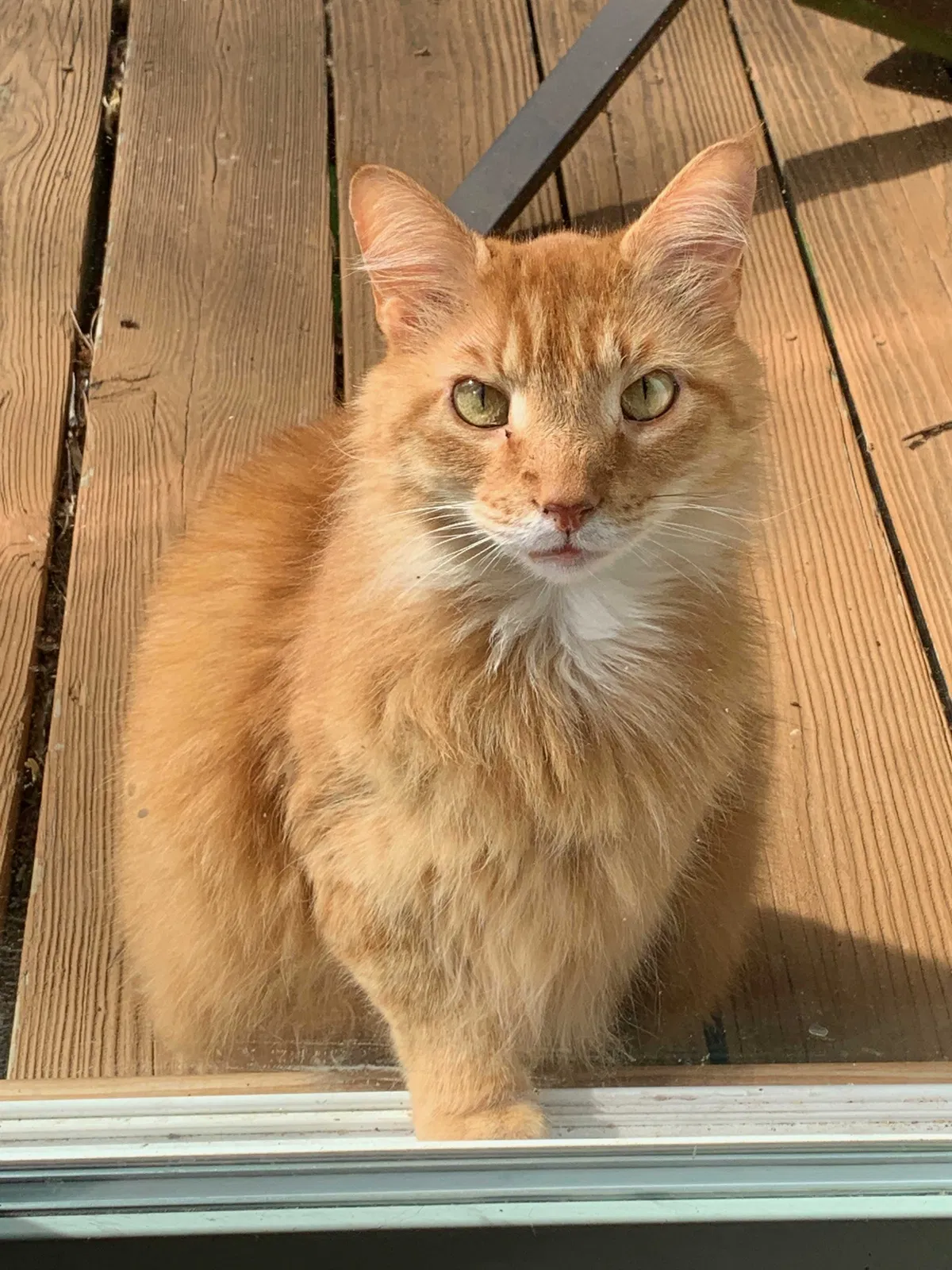 Lost cat in Mebane, NC, 27302