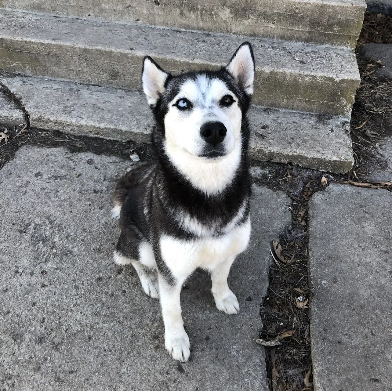 Lost dog in Ottawa, KS, 66067
