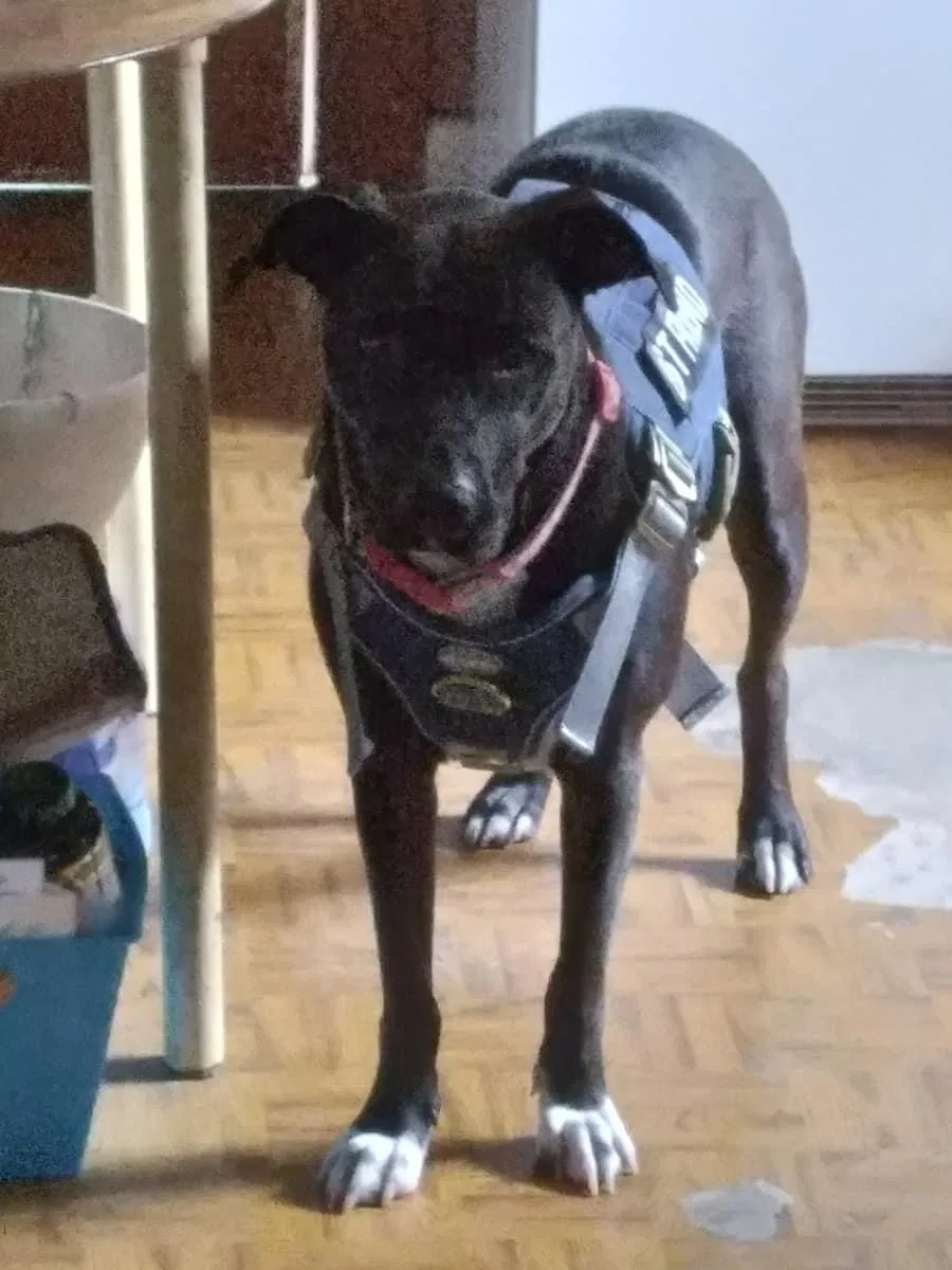 Lost dog in Corpus Christi, TX, 78405