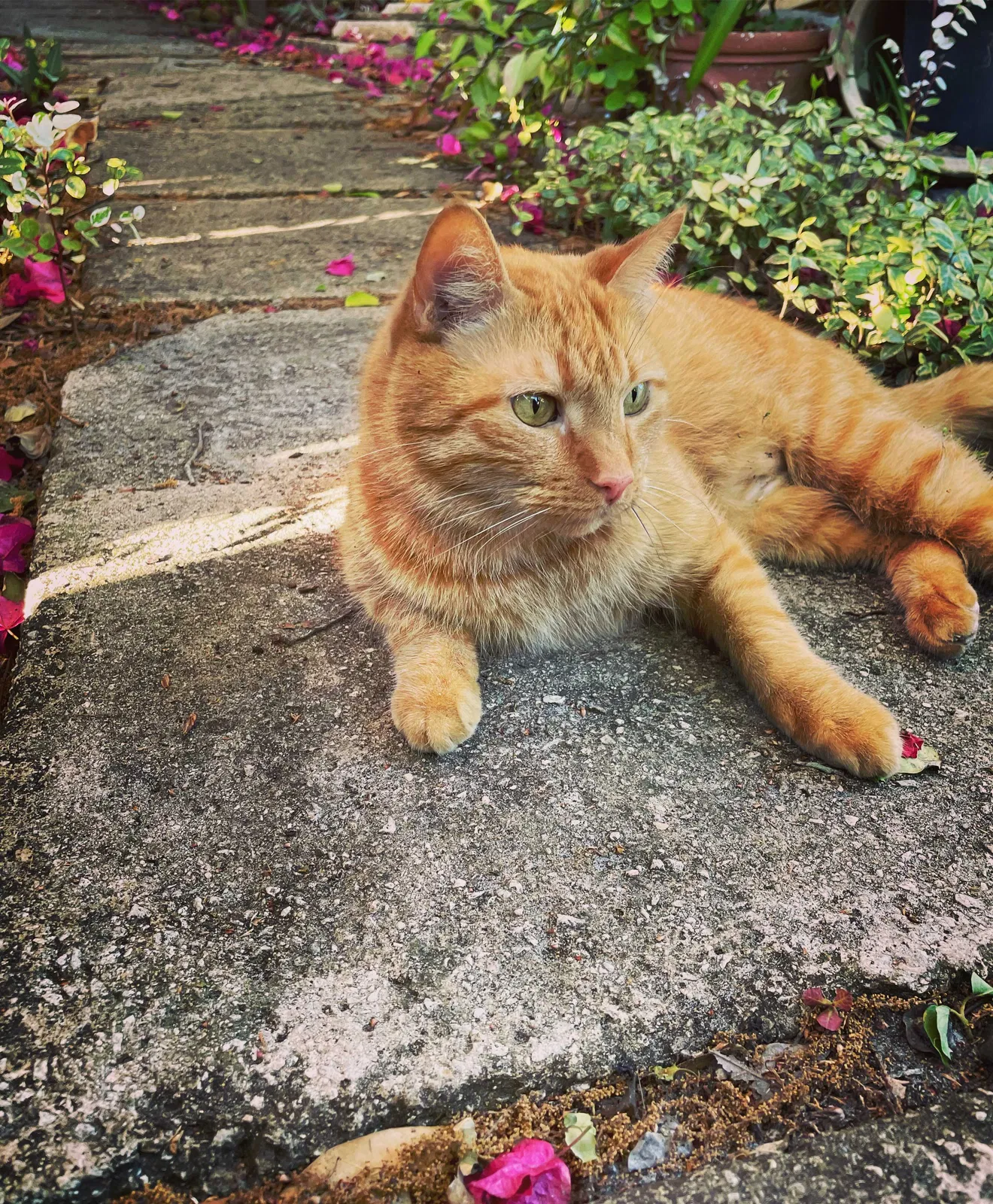 Lost cat in Greensboro, NC, 27455