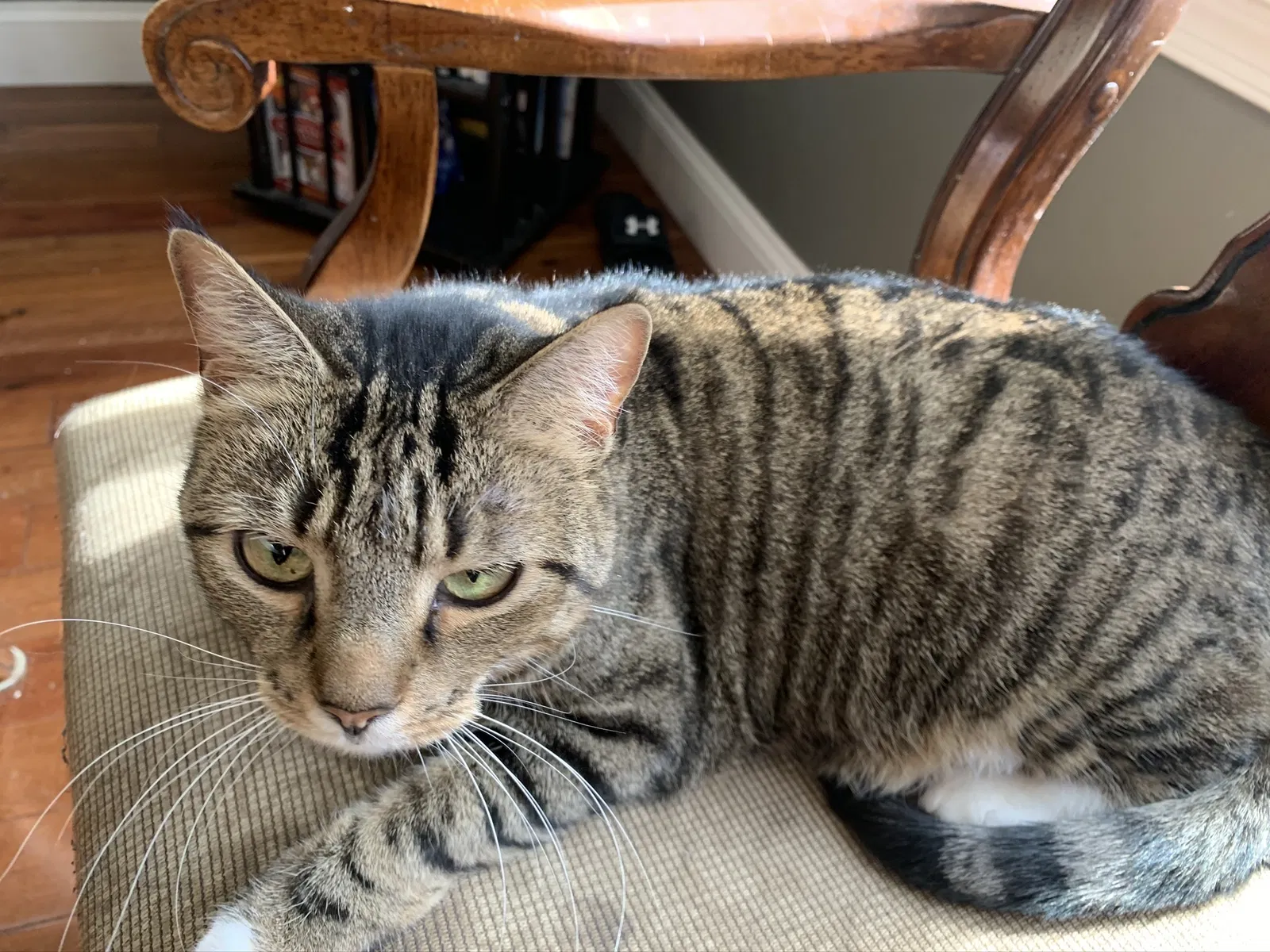 Lost cat in Clayton, NJ, 8312
