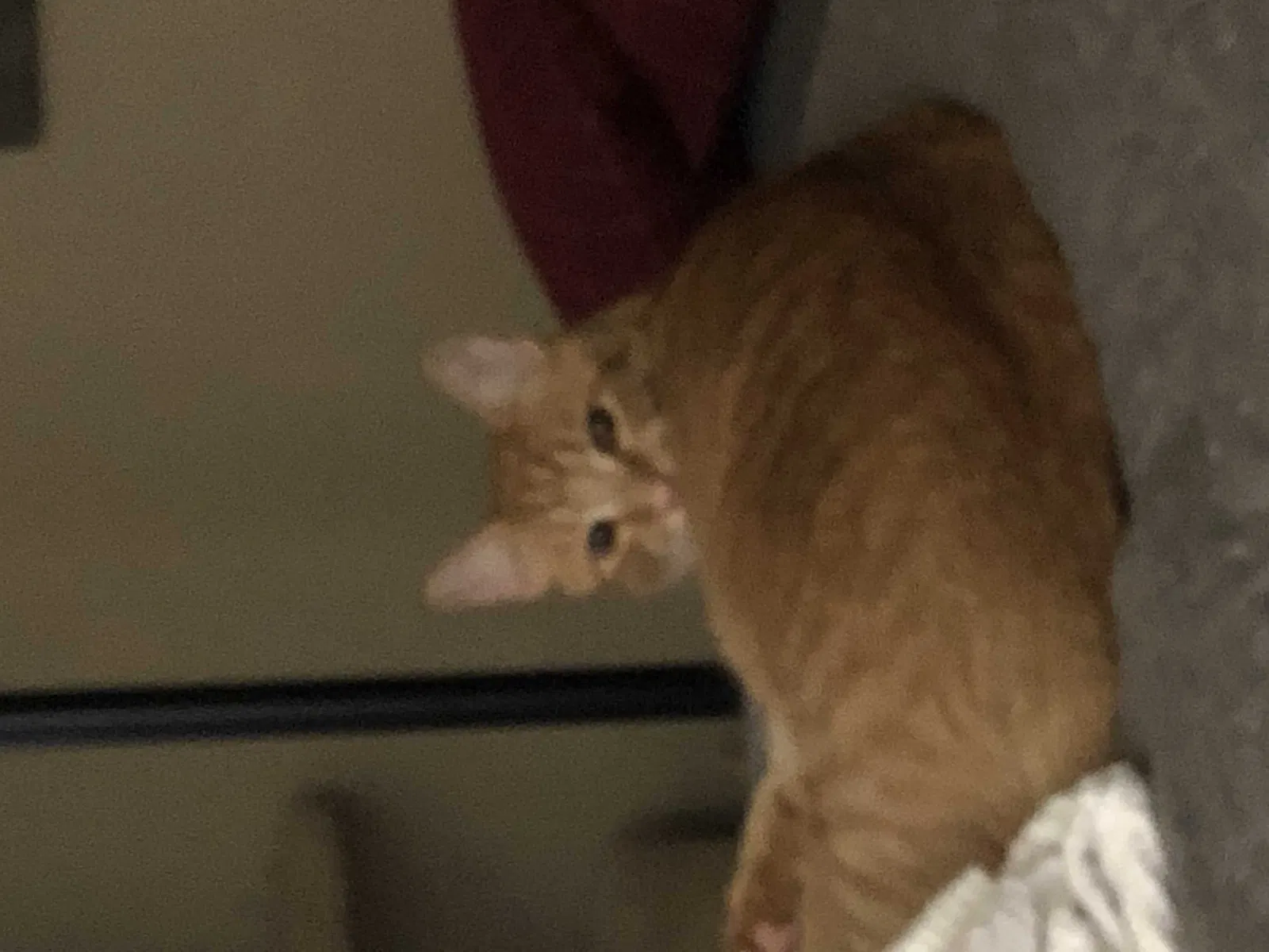 Lost cat in Baton Rouge, LA, 70809