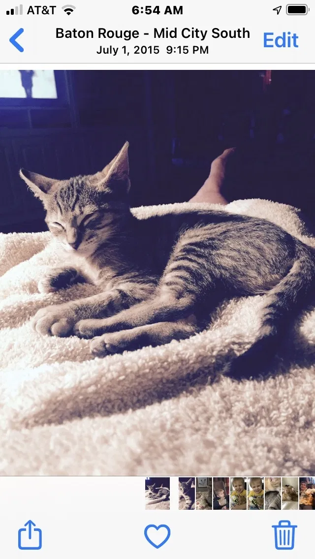 Lost cat in Baton Rouge, LA, 70809