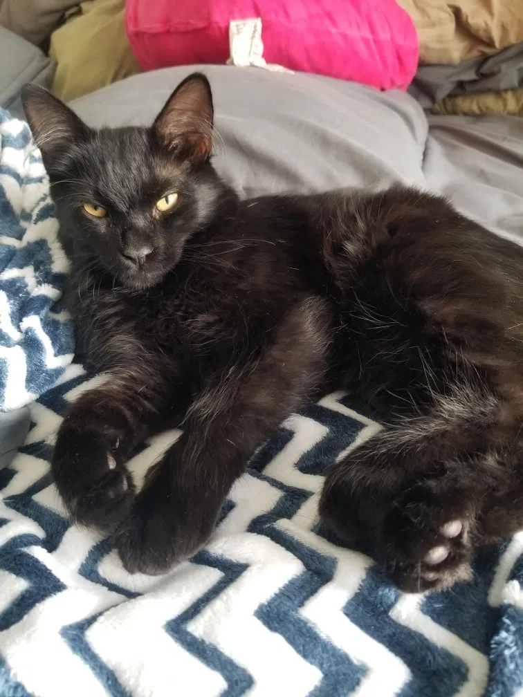 Lost cat in Glendale, AZ, 85310
