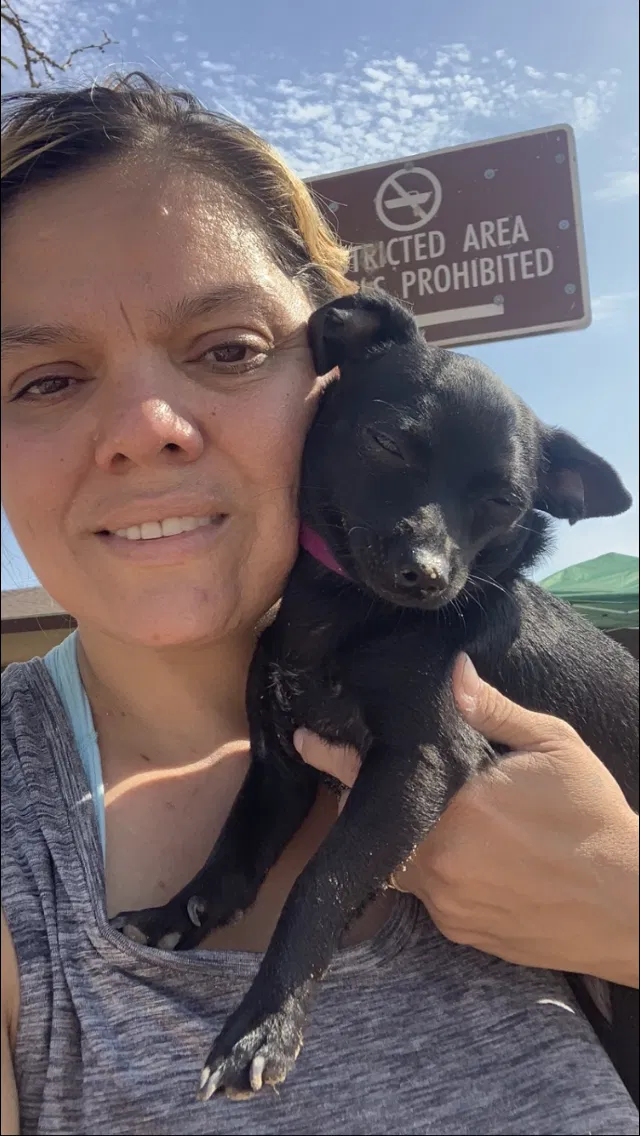 Lost dog in Stockton, CA, 95206