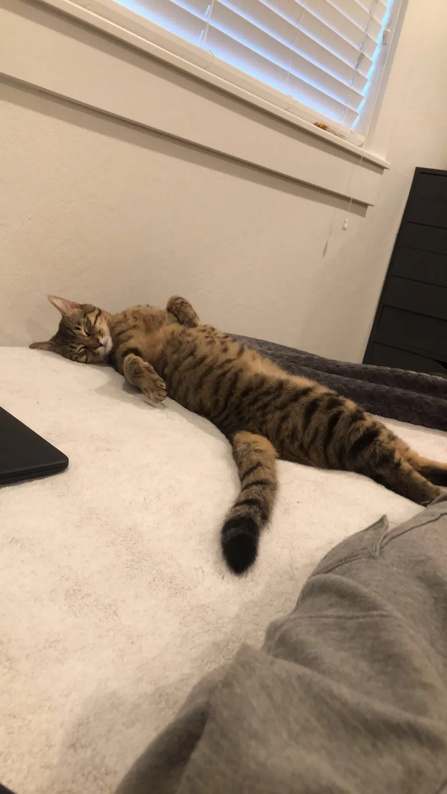 Lost cat in Roseville, CA, 95661