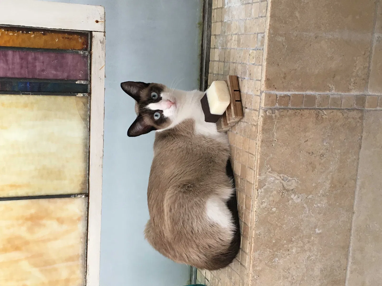 Lost cat in Garland, TX, 75044