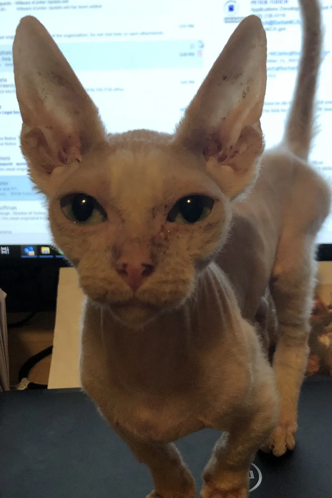 Lost cat in El Segundo, CA, 90245