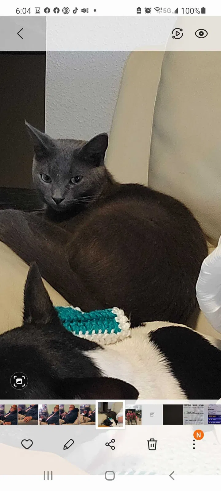 Lost cat in Clute, TX, 77531