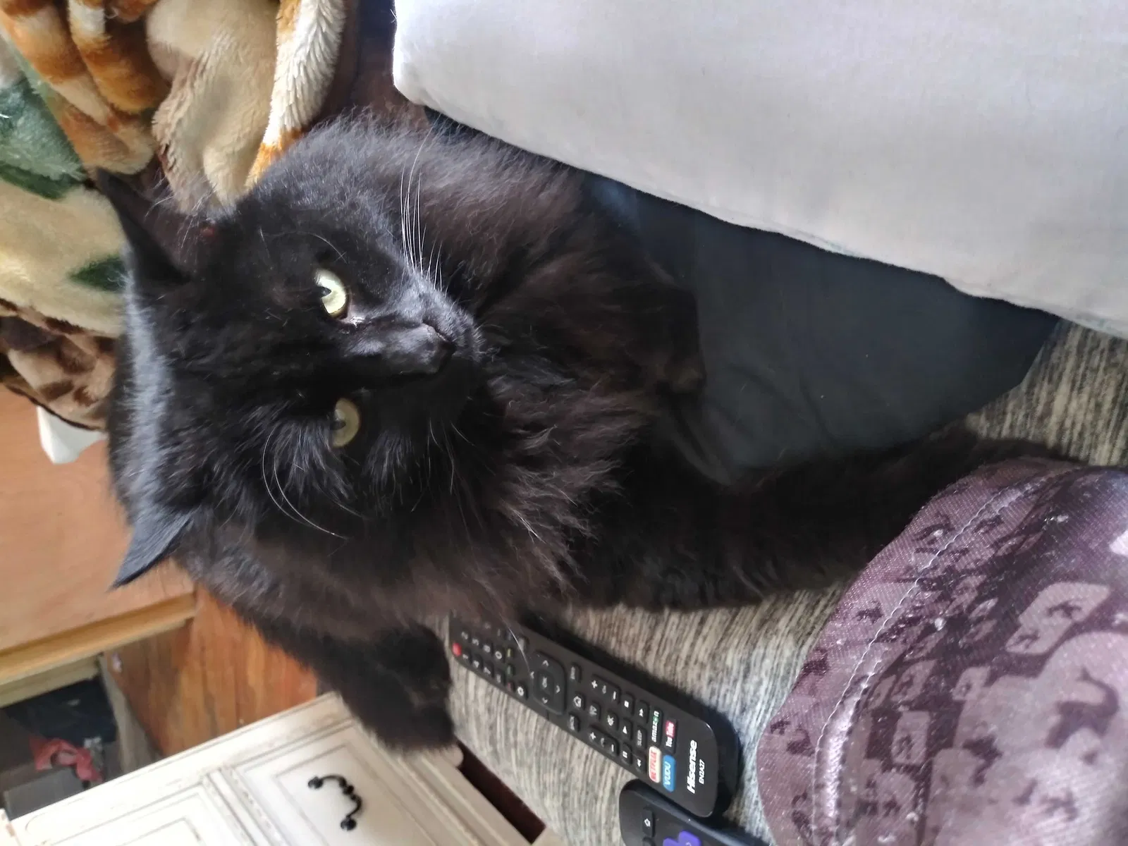 Lost cat in Hudson Falls, NY, 12839