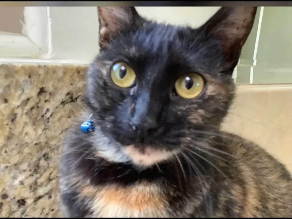 Lost cat in Long Beach, CA, 90807