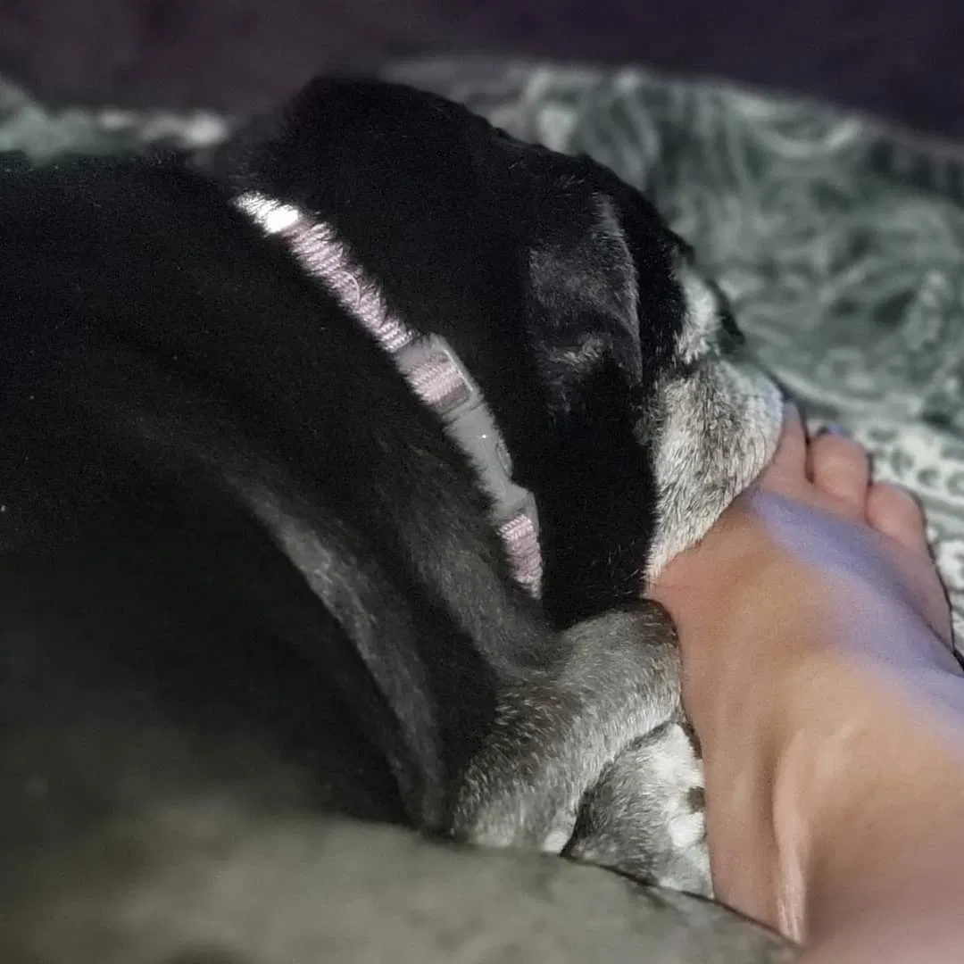 Lost dog in Youngsville, NC, 27596