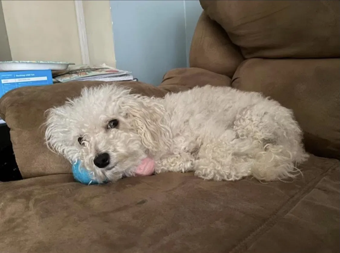 Lost dog in Millville, NJ, 8332