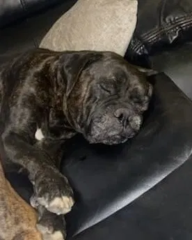 Lost dog in Nuevo, CA, 92567