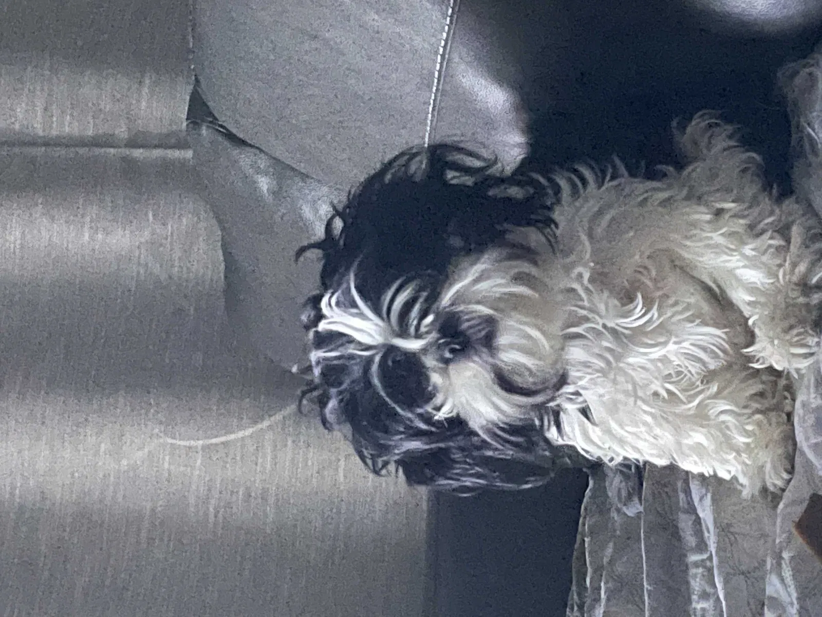 Lost dog in San Antonio, TX, 78233