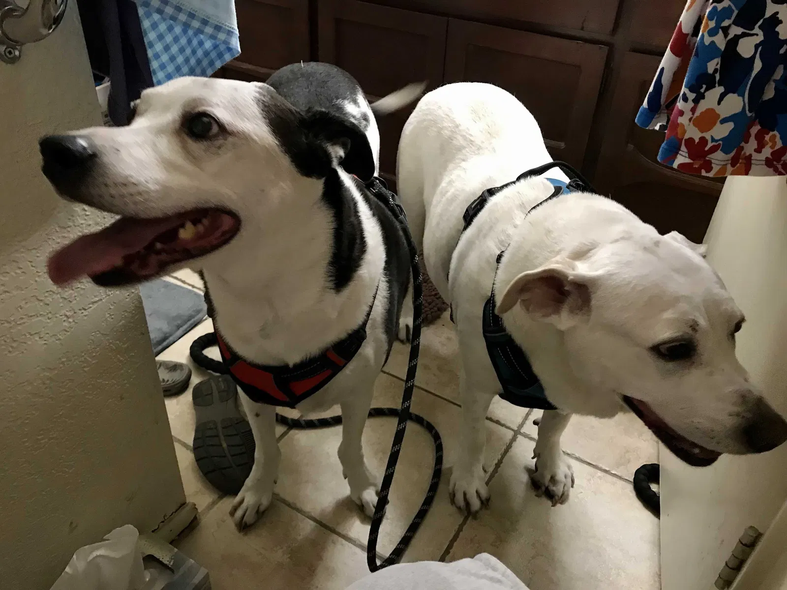 Lost dog in Glendale, AZ, 85304