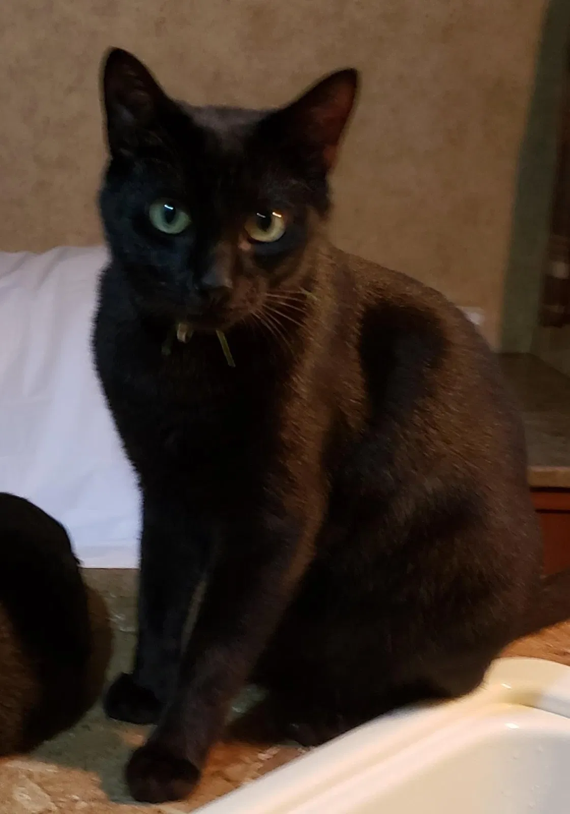 Lost cat in Dallas, GA, 30132