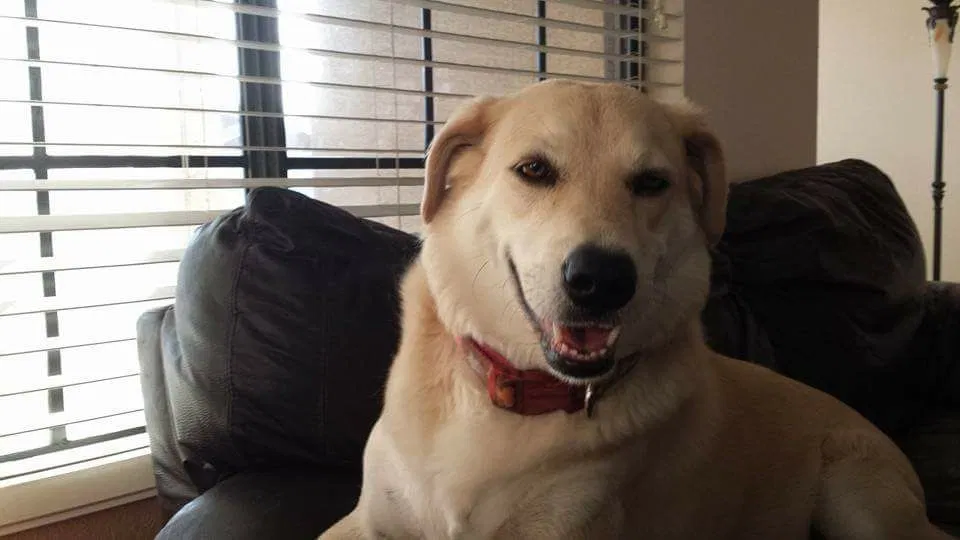 Lost dog in Phoenix, AZ, 85033