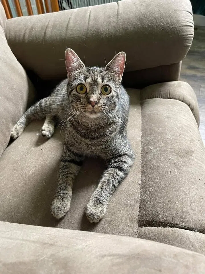 Lost cat in Douglassville, PA, 19518