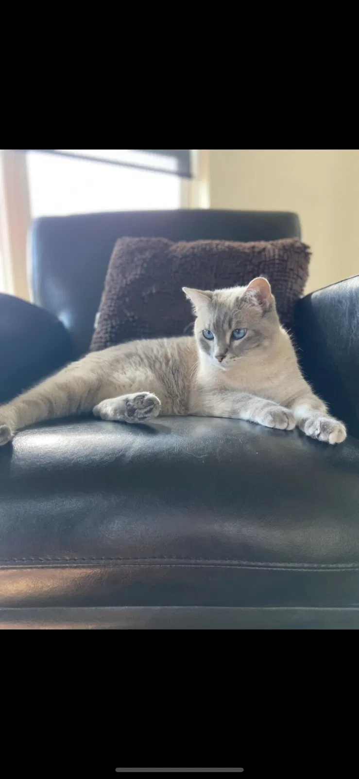 Lost cat in Aurora, CO, 80018