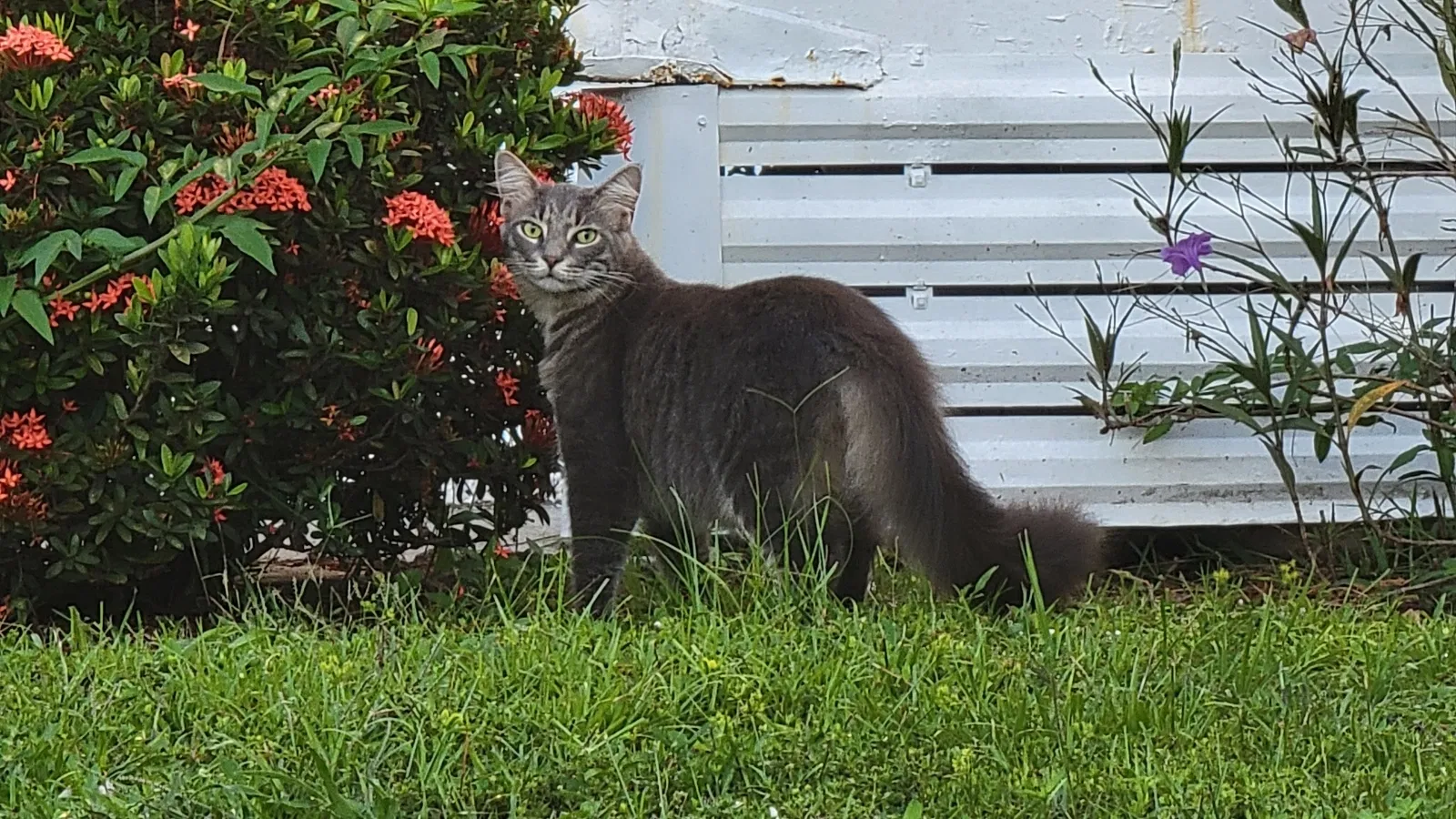 Lost cat in Cape Coral, FL, 33993