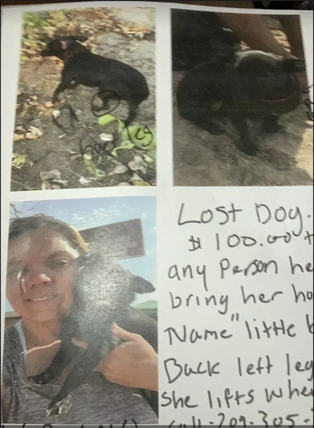 Lost dog in Stockton, CA, 95209