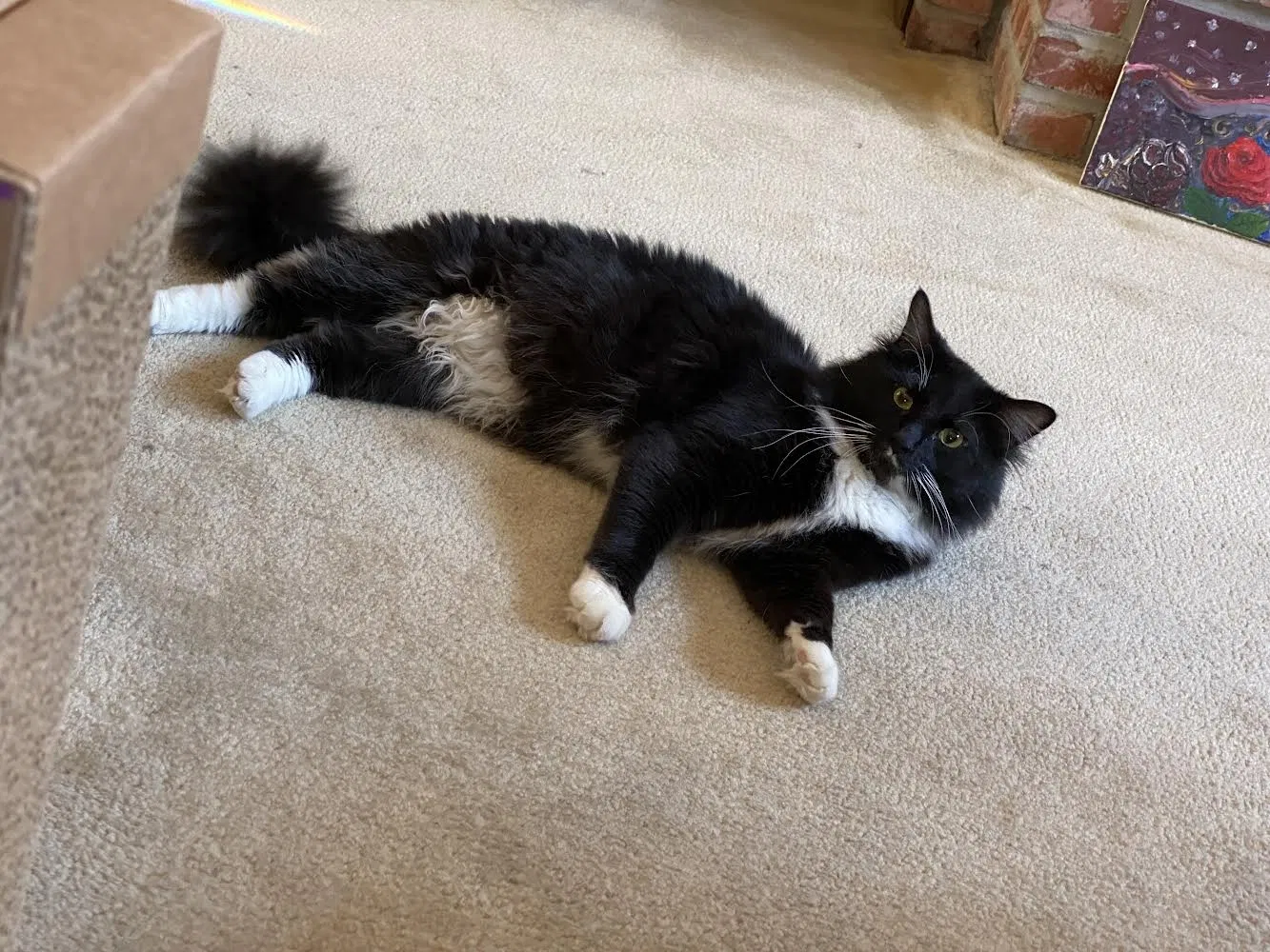 Lost cat in Aurora, CO, 80015