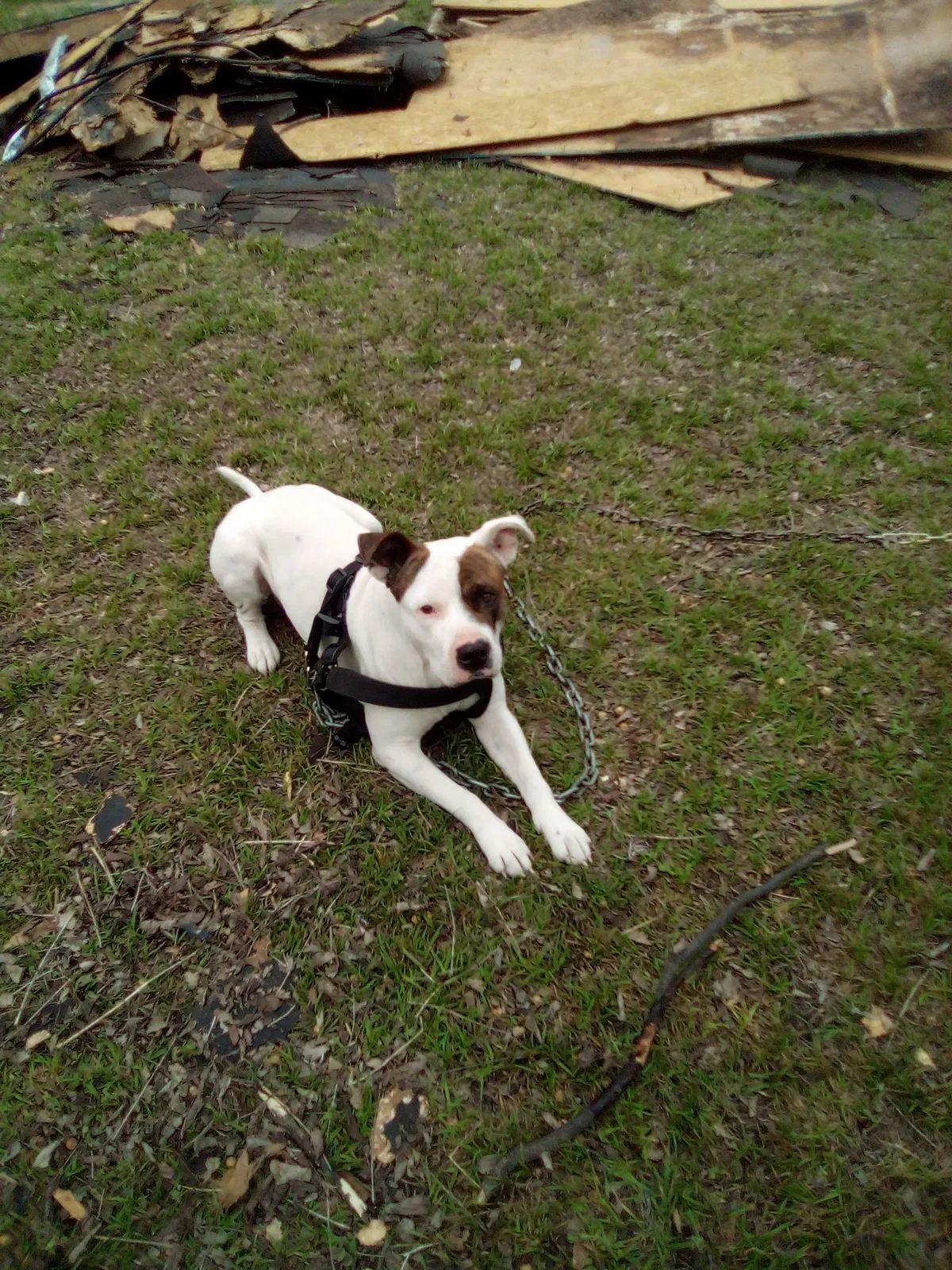 Lost dog in Dallas, TX, 75217