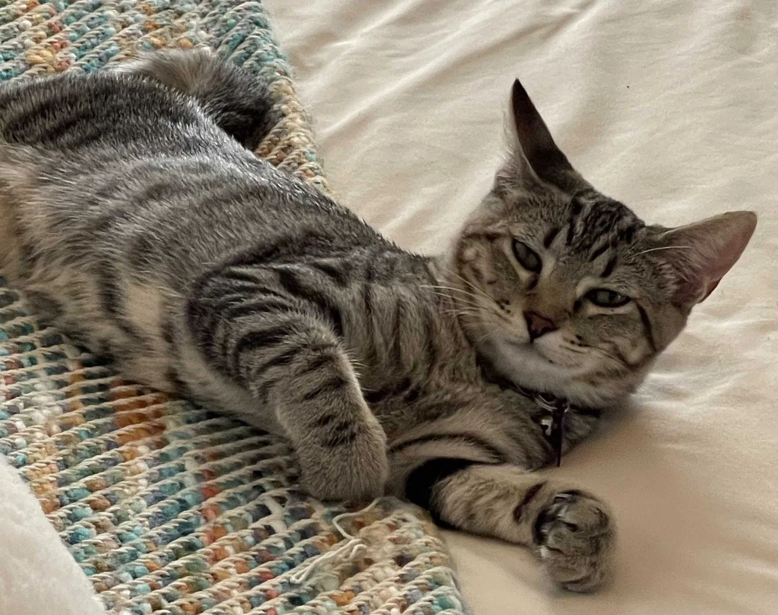 Lost cat in Roseville, CA, 95661