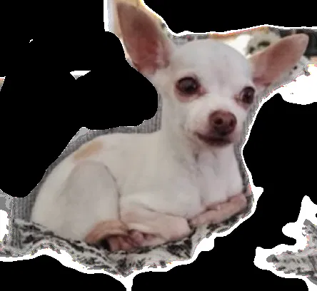 Lost dog in Fresno, CA, 93725