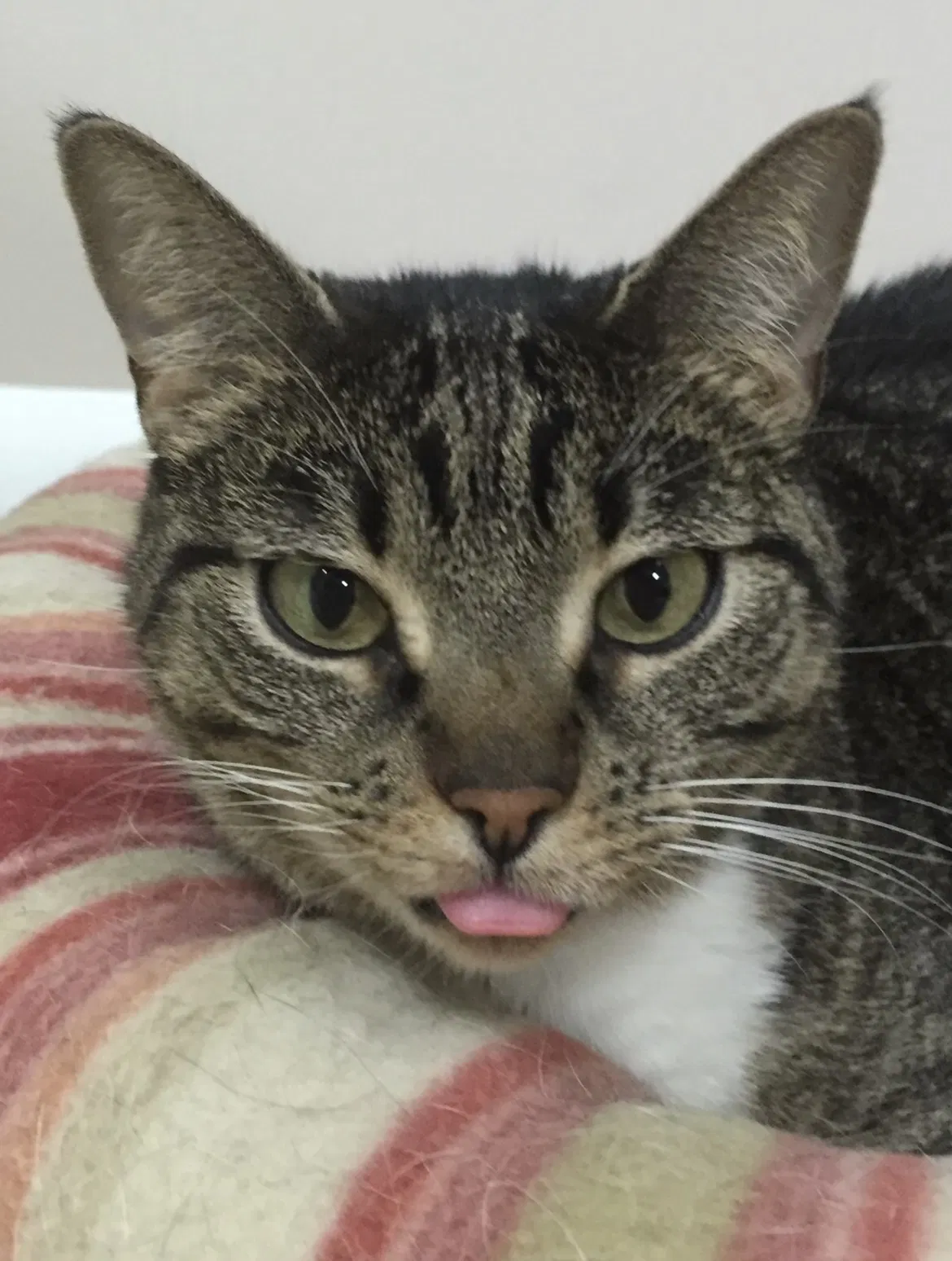 Lost cat in Phoenix, AZ, 85022