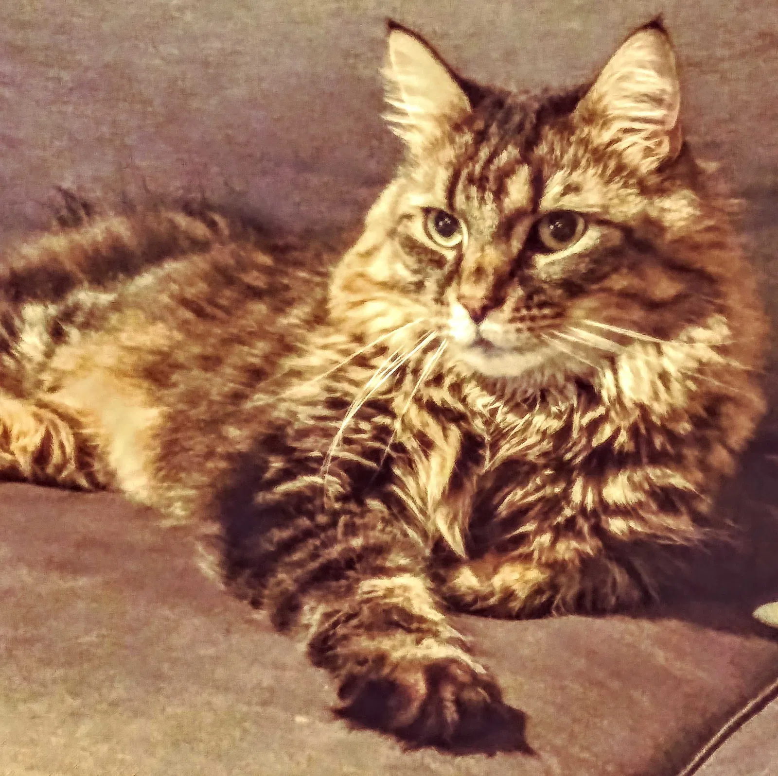 Lost cat in Saint Petersburg, FL, 33710