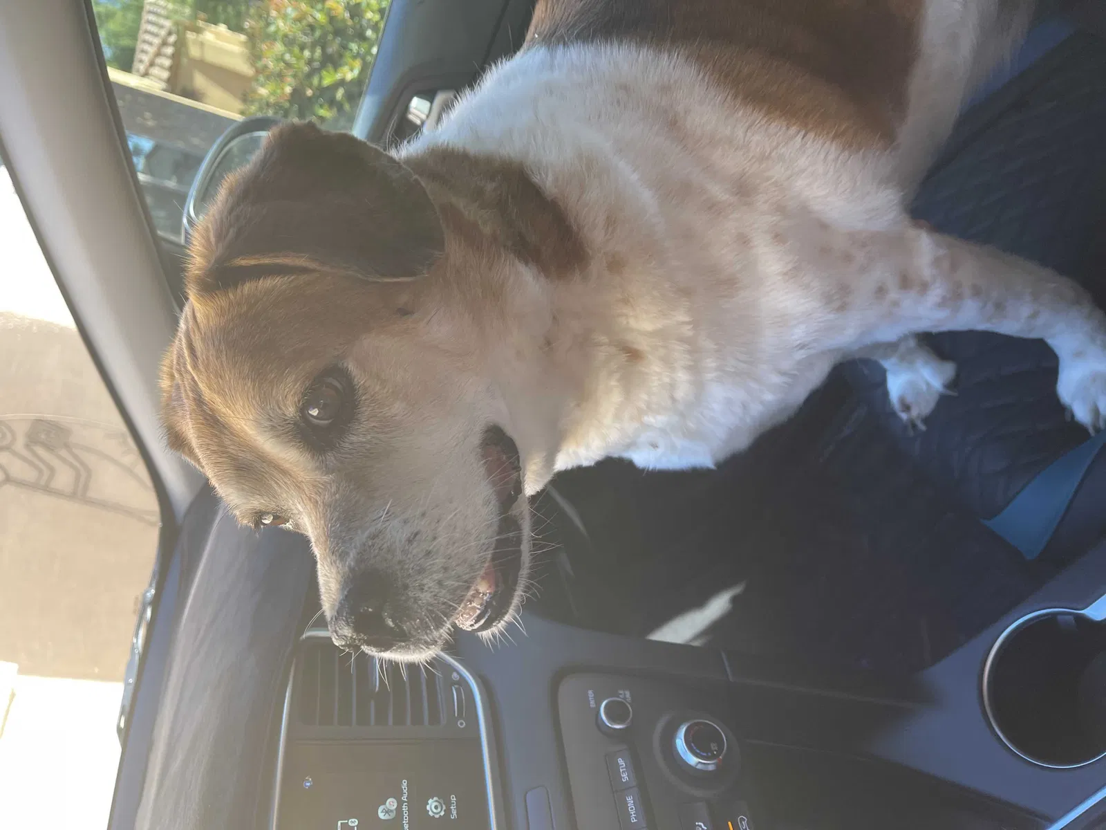 Found dog in Tucson, AZ, 85739