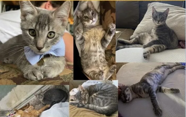 Lost cat in Chicago, IL, 60622