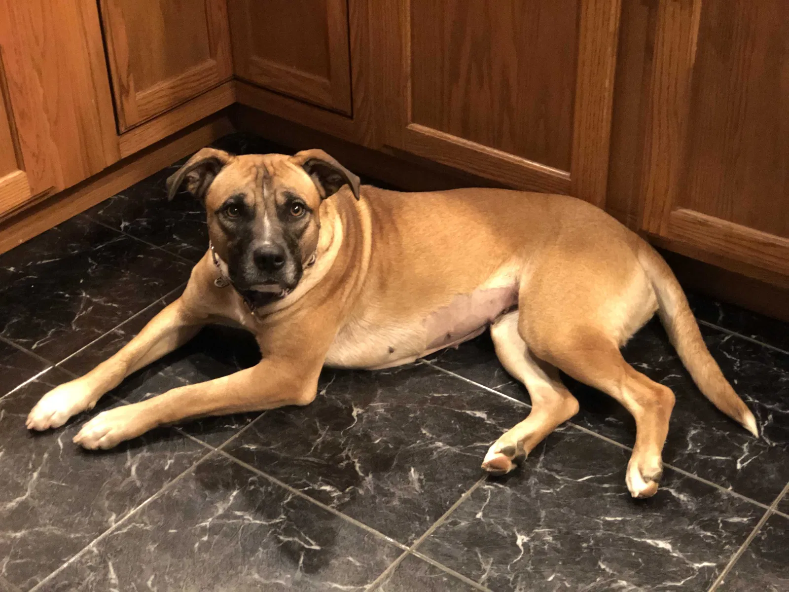 Lost dog in Washington, PA, 15301