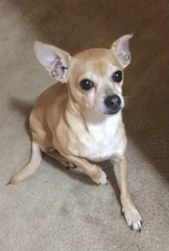 Lost dog in South Houston, TX, 77587